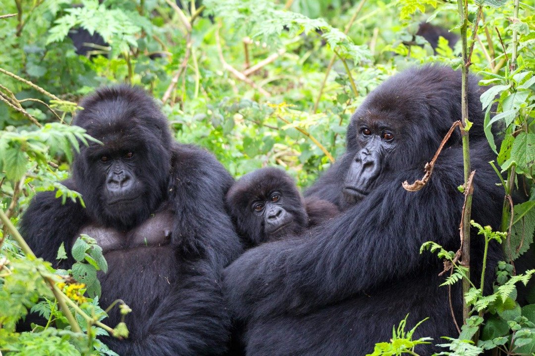 Rwanda Gorilla Encounter